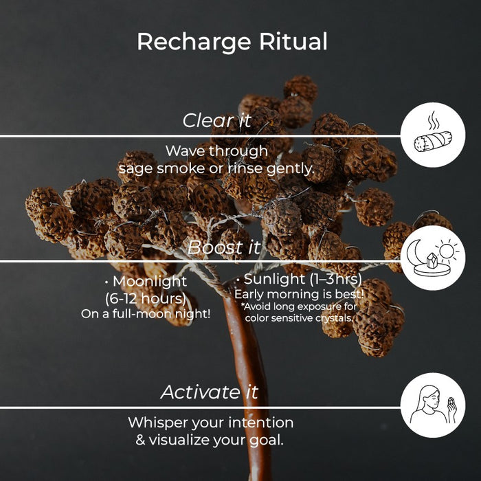 Rudraksha Tree