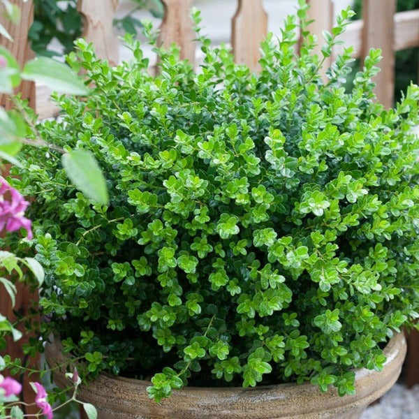 Close-up of Sprinter® boxwood foliage, glossy dark green leaves, and tight branching texture showing a lush evergreen habit.