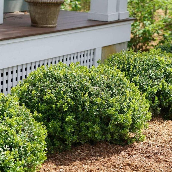 Sprinter® boxwood hedge in a front bed, dense dark green evergreens forming a clean low border for four-season curb appeal.