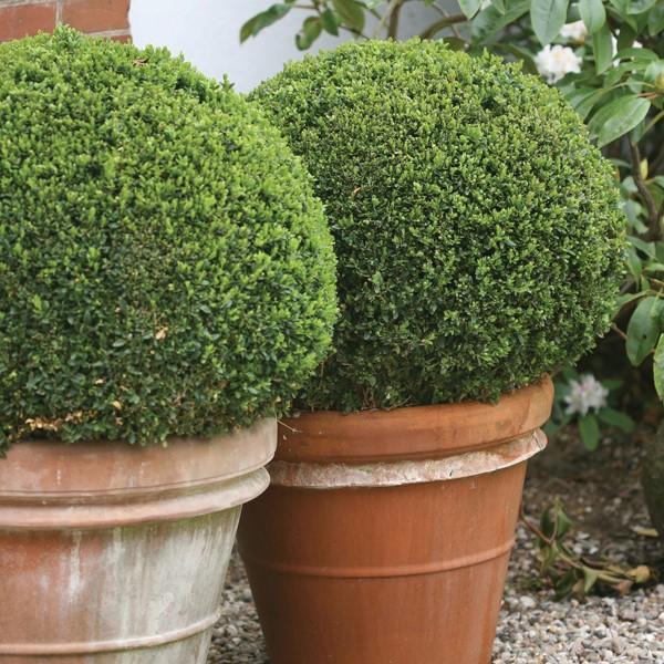 Sprinter® boxwood in a large entry container with seasonal flowers, adding evergreen structure and tidy shape year-round.