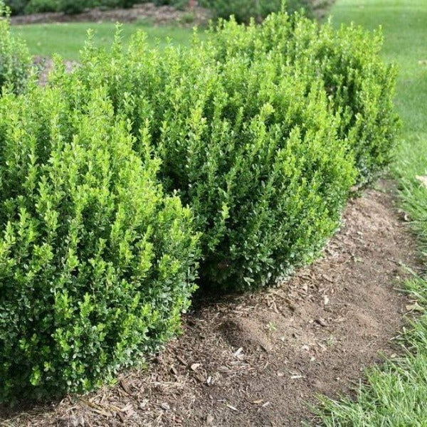 Sprinter® boxwood habit showing compact upright form, 3–4 ft tall and wide, ideal for edging, borders, and low hedges.