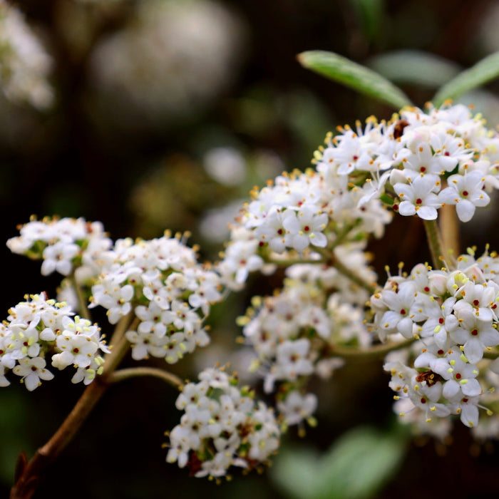 Close-up of Viburnum Pragense showing fragrant white flower clusters against semi-evergreen foliage in spring
