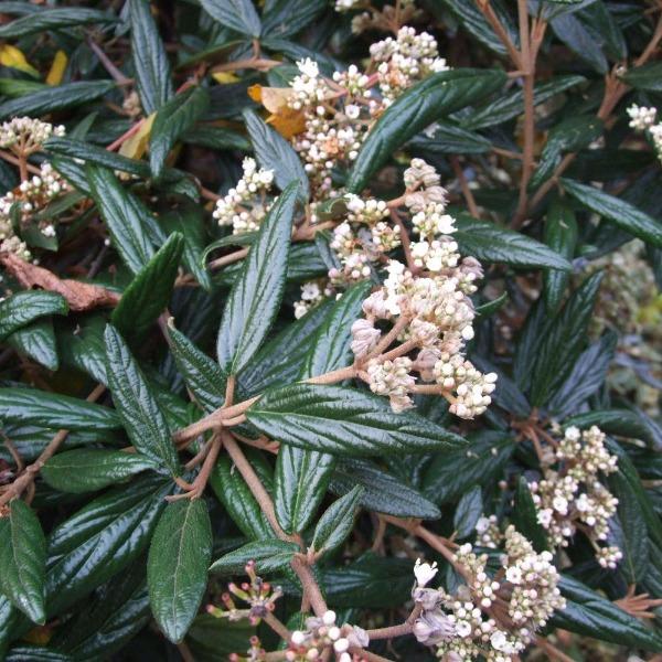 Viburnum Pragense growing as a dense semi-evergreen shrub with leathery green foliage in a privacy border