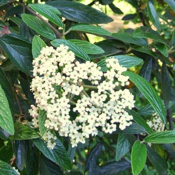 Viburnum Pragense planted as a hedge and mixed-border shrub along a property edge for privacy and seasonal interest