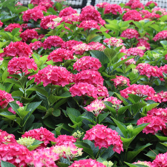 Wee Bit Giddy hydrangea in part shade, compact shrub covered in mophead blooms with rich color that shifts by soil pH.