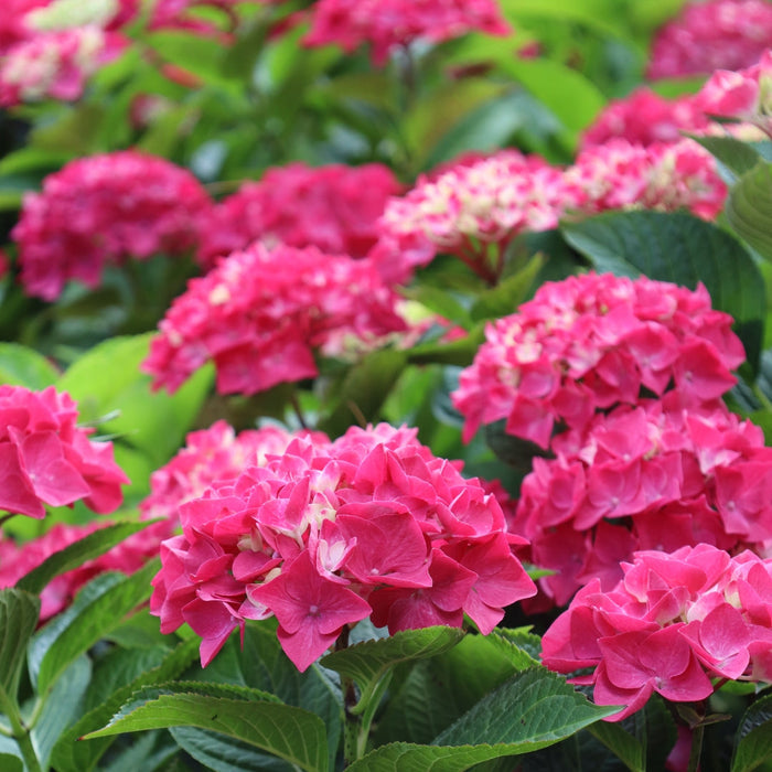 Close-up of Wee Bit Giddy mophead hydrangea bloom, dense petals showing blue-purple or pink tones with lush texture.