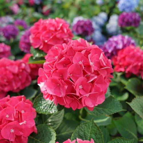 Wee Bit Giddy hydrangea in a large patio pot, blooming mopheads brightening a shaded porch with companion plants.