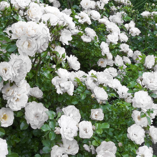 Rosa Meizorland White Drift groundcover rose with glossy dark green foliage and white blooms