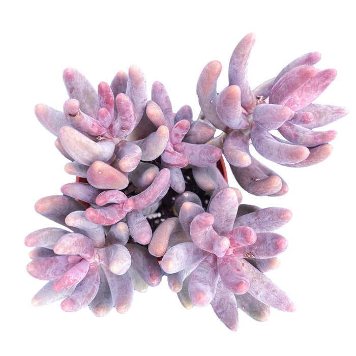 x Pachysedum 'Ganzhou' (4 inch)