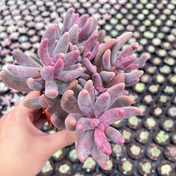 x Pachysedum 'Ganzhou' (4 inch)