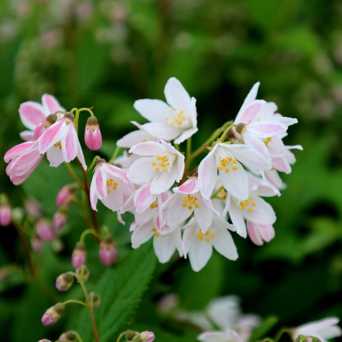 Close-up of Yuki Cherry Blossom® Deutzia showing small pink bell-like flowers with pale centers in spring