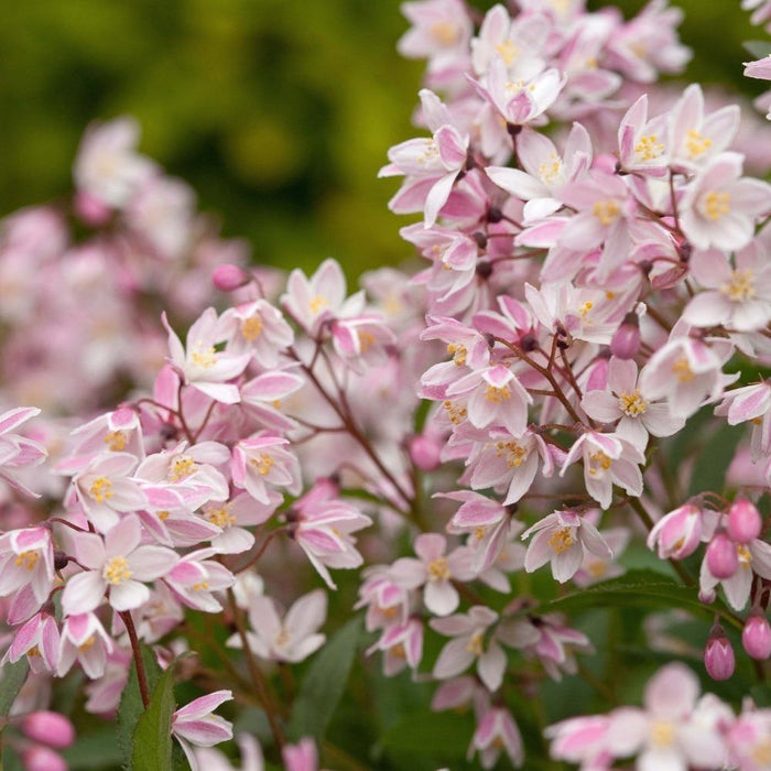 Yuki Cherry Blossom® Deutzia spreading in a sunny border with low mounded growth and soft pink spring flowers