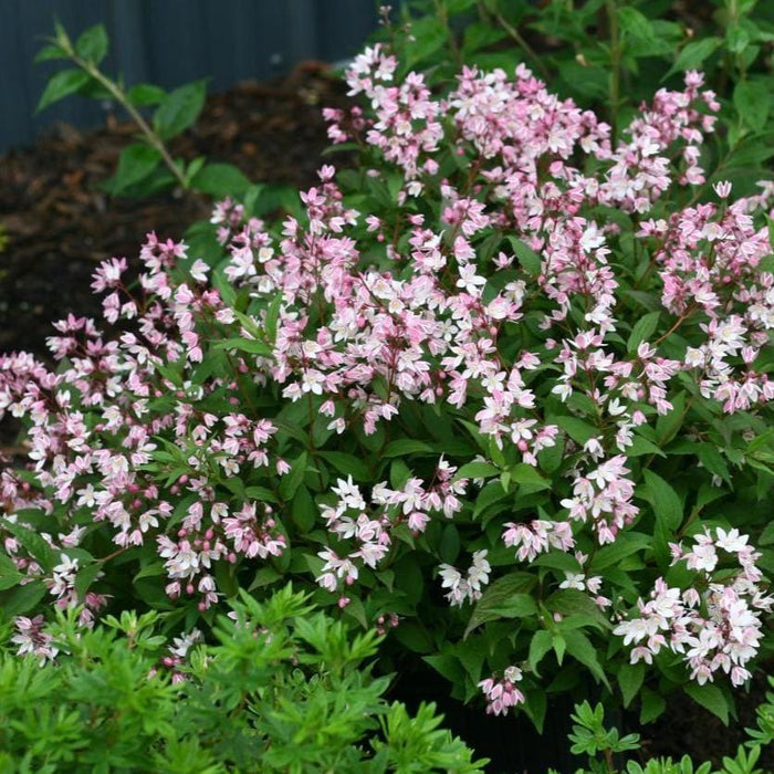 Yuki Cherry Blossom® Deutzia with compact low spreading habit and neat green foliage in a landscape bed